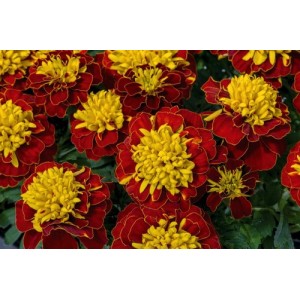 MARIGOLD TAGETES DWARF FRENCH BOY SPRY SEEDS - 100 SEEDS MARIGOLD TAGETES DWARF FRENCH BOY SPRY SEEDS - 100 SEEDS