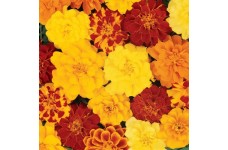 MARIGOLD TAGETES PATULA FRENCH DOUBLE BROCADE MIX SEEDS - 100 SEEDS MARIGOLD TAGETES PATULA FRENCH DOUBLE BROCADE MIX SEEDS - 100 SEEDS