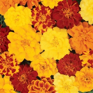 MARIGOLD TAGETES PATULA FRENCH DOUBLE BROCADE MIX SEEDS - 100 SEEDS MARIGOLD TAGETES PATULA FRENCH DOUBLE BROCADE MIX SEEDS - 100 SEEDS