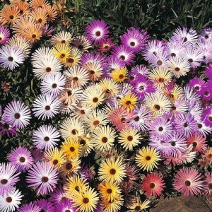 MESEMBRYANTHEMUM MAGIC CARPET MIX SEEDS - MIXED COLOURS - 500 SEEDS MESEMBRYANTHEMUM MAGIC CARPET MIX SEEDS - MIXED COLOURS - 500 SEEDS
