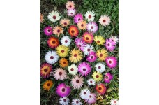 MESEMBRYANTHEMUM HARLEQUIN HARLIQUINN SEEDS - MIXED COLOURS - 500 SEEDS MESEMBRYANTHEMUM HARLEQUIN HARLIQUINN SEEDS - MIXED COLOURS - 500 SEEDS