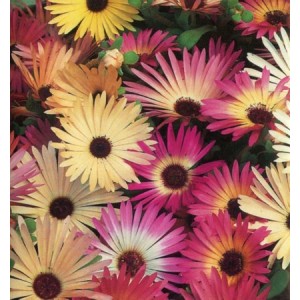 MESEMBRYANTHEMUM PASTEL MIX SEEDS - MIXED COLOUR FLOWERS - 500 SEEDS MESEMBRYANTHEMUM PASTEL MIX SEEDS - MIXED COLOUR FLOWERS - 500 SEEDS
