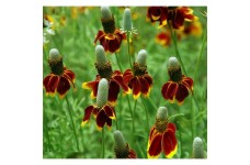 MEXICAN HAT RATIBIDA COLUMNIFERA SEEDS - 100 SEEDS MEXICAN HAT RATIBIDA COLUMNIFERA SEEDS - 100 SEEDS