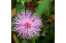 MIMOSA PUDICA SEEDS (SHY PLANT / SENSITIVE PLANT SEEDS) - 100 SEEDS MIMOSA PUDICA SEEDS (SHY PLANT / SENSITIVE PLANT SEEDS) - 100 SEEDS