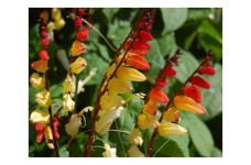 MINA LOBATA JUNGLE QUEEN CLIMBER SEEDS - RED ORANGE & YELLOW FLOWERS - 25 SEEDS MINA LOBATA JUNGLE QUEEN CLIMBER SEEDS - RED ORANGE & YELLOW FLOWERS - 25 SEEDS