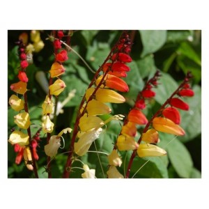 MINA LOBATA JUNGLE QUEEN CLIMBER SEEDS - RED ORANGE & YELLOW FLOWERS - 25 SEEDS MINA LOBATA JUNGLE QUEEN CLIMBER SEEDS - RED ORANGE & YELLOW FLOWERS - 25 SEEDS