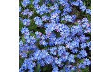 MYOSOTIS ALPESTRIS SEEDS - FORGET ME NOT (BLUE BALL) SEEDS - 100 SEEDS MYOSOTIS ALPESTRIS SEEDS - FORGET ME NOT (BLUE BALL) SEEDS - 100 SEEDS