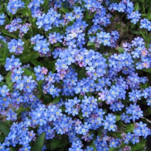 MYOSOTIS ALPESTRIS SEEDS - FORGET ME NOT (BLUE BALL) SEEDS - 100 SEEDS MYOSOTIS ALPESTRIS SEEDS - FORGET ME NOT (BLUE BALL) SEEDS - 100 SEEDS
