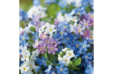 MYOSOTIS SYLVATICA VICTORIA MIXED SEEDS - BALL SHAPED - FORGET ME NOT - 100 SEEDS MYOSOTIS SYLVATICA VICTORIA MIXED SEEDS - BALL SHAPED - FORGET ME NOT - 100 SEEDS