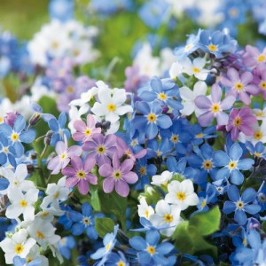 MYOSOTIS SYLVATICA VICTORIA MIXED SEEDS - BALL SHAPED - FORGET ME NOT - 100 SEEDS MYOSOTIS SYLVATICA VICTORIA MIXED SEEDS - BALL SHAPED - FORGET ME NOT - 100 SEEDS