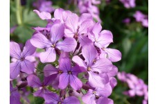STOCK - NIGHT SCENTED STOCK SEEDS - MATTHIOLA BICORNIS - 350 SEEDS STOCK - NIGHT SCENTED STOCK SEEDS - MATTHIOLA BICORNIS - 350 SEEDS