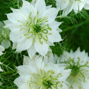 NIGELLA LOVE IN A MIST WHITE SEEDS - MISS JEKYLL WHITE - 150 SEEDS NIGELLA LOVE IN A MIST WHITE SEEDS - MISS JEKYLL WHITE - 150 SEEDS