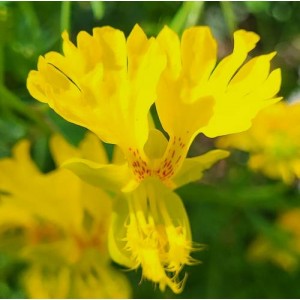 NASTURTIUM TROPAEOLUM PEREGRINUM CANARY CREEPER CLIMBER SEEDS - 20 SEEDS