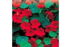 NASTURTIUM EMPRESS OF INDIA - TROPAEOLUM MAJUS - 50 SEEDS NASTURTIUM EMPRESS OF INDIA - TROPAEOLUM MAJUS - 50 SEEDS