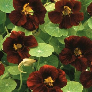 NASTURTIUM TROPAEOLUM BLACK VELVET SEEDS - RED BLACK FLOWERS - 20 SEEDS NASTURTIUM TROPAEOLUM BLACK VELVET SEEDS - RED BLACK FLOWERS - 20 SEEDS