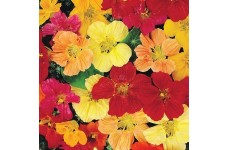NASTURTIUM GLEAM HYBRIDS - TROPAEOLUM MAJUS - 50 SEEDS NASTURTIUM GLEAM HYBRIDS - TROPAEOLUM MAJUS - 50 SEEDS