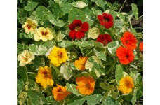 NASTURTIUM VARIEGATED ALASKA MIX SEEDS - MIXED COLOUR FLOWERS - 40 SEEDS NASTURTIUM VARIEGATED ALASKA MIX SEEDS - MIXED COLOUR FLOWERS - 40 SEEDS