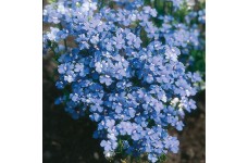 NEMESIA STRUMOSA BLUE GEM SEEDS - BLUE FLOWERS - 300 SEEDS NEMESIA STRUMOSA BLUE GEM SEEDS - BLUE FLOWERS - 300 SEEDS
