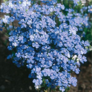 NEMESIA STRUMOSA BLUE GEM SEEDS - BLUE FLOWERS - 300 SEEDS NEMESIA STRUMOSA BLUE GEM SEEDS - BLUE FLOWERS - 300 SEEDS