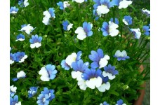NEMESIA STRUMOSA SEEDS - TWO-TONE BLUE & WHITE FLOWERS - 150 SEEDS NEMESIA STRUMOSA SEEDS - TWO-TONE BLUE & WHITE FLOWERS - 150 SEEDS