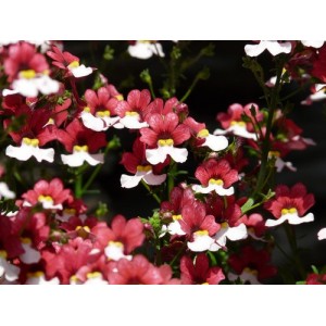 NEMESIA STRUMOSA SEEDS - TWO-TONE RED & WHITE FLOWERS - 150 SEEDS NEMESIA STRUMOSA SEEDS - TWO-TONE RED & WHITE FLOWERS - 150 SEEDS