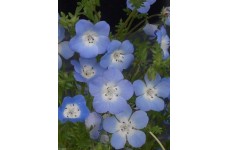 NEMOPHILA MENZIESII INSIGNIS SEEDS - BABY BLUE EYES - 250 SEEDS NEMOPHILA MENZIESII INSIGNIS SEEDS - BABY BLUE EYES - 250 SEEDS