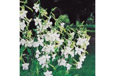NICOTIANA ALATA AFFINIS ALBA WHITE SEEDS - 250 SEEDS NICOTIANA ALATA AFFINIS ALBA WHITE SEEDS - 250 SEEDS