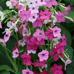 NICOTIANA ALATA SENSATION MIXED - 500 SEEDS NICOTIANA ALATA SENSATION MIXED - 500 SEEDS
