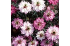 NIGELLA LOVE IN A MIST MULBERRY ROSE SEEDS - 100 SEEDS NIGELLA LOVE IN A MIST MULBERRY ROSE SEEDS - 100 SEEDS