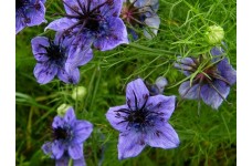 NIGELLA HISPANICA SEEDS - SPANISH LOVE IN A MIST - 100 SEEDS NIGELLA HISPANICA SEEDS - SPANISH LOVE IN A MIST - 100 SEEDS