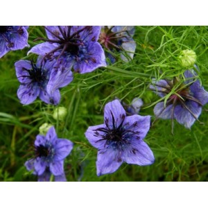 NIGELLA HISPANICA SEEDS - SPANISH LOVE IN A MIST - 100 SEEDS NIGELLA HISPANICA SEEDS - SPANISH LOVE IN A MIST - 100 SEEDS