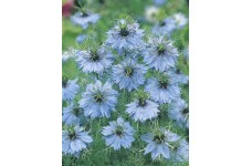 NIGELLA LOVE IN A MIST SEEDS - NIGELLA MISS JEKYLL - 150 SEEDS NIGELLA LOVE IN A MIST SEEDS - NIGELLA MISS JEKYLL - 150 SEEDS