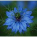 NIGELLA LOVE IN A MIST SEEDS - NIGELLA MISS JEKYLL - 150 SEEDS NIGELLA LOVE IN A MIST SEEDS - NIGELLA MISS JEKYLL - 150 SEEDS