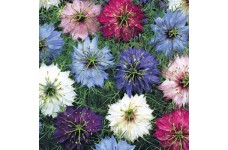 NIGELLA DAMASCENA PERSIAN JEWELS MIX SEEDS - 150 SEEDS NIGELLA DAMASCENA PERSIAN JEWELS MIX SEEDS - 150 SEEDS