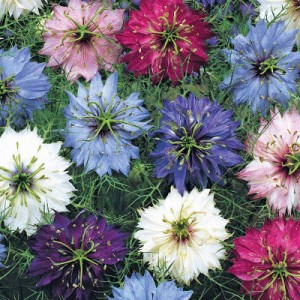 NIGELLA DAMASCENA PERSIAN JEWELS MIX SEEDS - 150 SEEDS NIGELLA DAMASCENA PERSIAN JEWELS MIX SEEDS - 150 SEEDS
