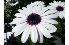 OSTEOSPERMUM ECKLONIS SKY AND ICE SEEDS - AFRICAN DAISY - WHITE FLOWERS - 25 SEEDS OSTEOSPERMUM ECKLONIS SKY AND ICE SEEDS - AFRICAN DAISY - WHITE FLOWERS - 25 SEEDS