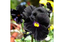 PANSY CLEAR CRYSTAL BLACK SEEDS - BLACK PANSY FLOWERS WITH YELLOW EYE - 100 SEEDS PANSY CLEAR CRYSTAL BLACK SEEDS - BLACK PANSY FLOWERS WITH YELLOW EYE - 100 SEEDS