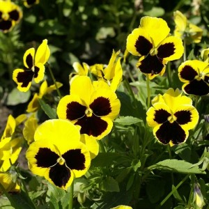 PANSY SWISS GIANT RHINEGOLD SEEDS - YELLOW BLOTCH - 100 SEEDS PANSY SWISS GIANT RHINEGOLD SEEDS - YELLOW BLOTCH - 100 SEEDS