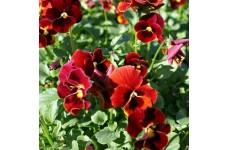 PANSY SWISS GIANT ALPINE GLOW SEEDS - RED PANSY FLOWERS - 100 SEEDS PANSY SWISS GIANT ALPINE GLOW SEEDS - RED PANSY FLOWERS - 100 SEEDS