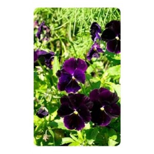 PANSY SWISS GIANT BERMA VELVET BLUE SEEDS - 100 SEEDS PANSY SWISS GIANT BERMA VELVET BLUE SEEDS - 100 SEEDS