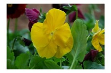 PANSY SWISS GIANT CORONATION GOLD YELLOW SEEDS - 100 SEEDS PANSY SWISS GIANT CORONATION GOLD YELLOW SEEDS - 100 SEEDS