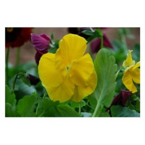 PANSY SWISS GIANT CORONATION GOLD YELLOW SEEDS - 100 SEEDS PANSY SWISS GIANT CORONATION GOLD YELLOW SEEDS - 100 SEEDS
