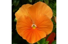 PANSY SWISS GIANT ORANGE SEEDS - ORANGE COLOUR FLOWERS - 100 SEEDS PANSY SWISS GIANT ORANGE SEEDS - ORANGE COLOUR FLOWERS - 100 SEEDS