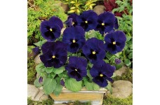 PANSY SWISS GIANT ULLSWATER - DEEP BLUE PANSY FLOWERS - 100 SEEDS PANSY SWISS GIANT ULLSWATER - DEEP BLUE PANSY FLOWERS - 100 SEEDS
