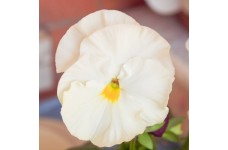 PANSY SWISS GIANT WHITE LADY SEEDS - PURE WHITE FLOWERS - 100 SEEDS PANSY SWISS GIANT WHITE LADY SEEDS - PURE WHITE FLOWERS - 100 SEEDS