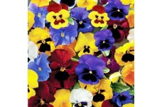 PANSY TEMPO MIX SEEDS - MIXED COLOUR PANSY FLOWERS - 100 SEEDS PANSY TEMPO MIX SEEDS - MIXED COLOUR PANSY FLOWERS - 100 SEEDS