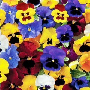 PANSY TEMPO MIX SEEDS - MIXED COLOUR PANSY FLOWERS - 100 SEEDS PANSY TEMPO MIX SEEDS - MIXED COLOUR PANSY FLOWERS - 100 SEEDS