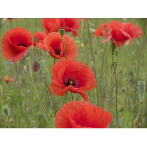 PAPAVER RHOEAS CORN POPPY FLANDERS SEEDS - RED FIELD POPPY - 500 SEEDS PAPAVER RHOEAS CORN POPPY FLANDERS SEEDS - RED FIELD POPPY - 500 SEEDS