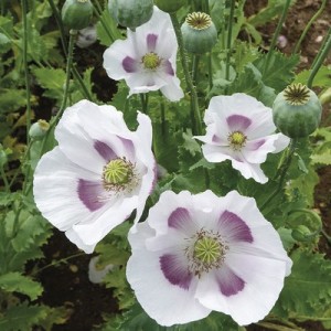 PAPAVER POPPY MAANZAAD BREAD POPPY - 250 SEEDS PAPAVER POPPY MAANZAAD BREAD POPPY - 250 SEEDS
