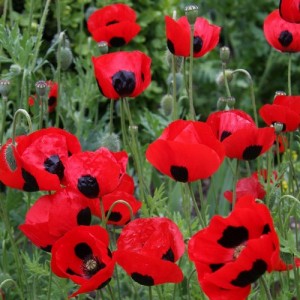 PAPAVER COMMUTATUM LADYBIRD / LADY BIRD POPPY SEEDS - 500 SEEDS PAPAVER COMMUTATUM LADYBIRD / LADY BIRD POPPY SEEDS - 500 SEEDS